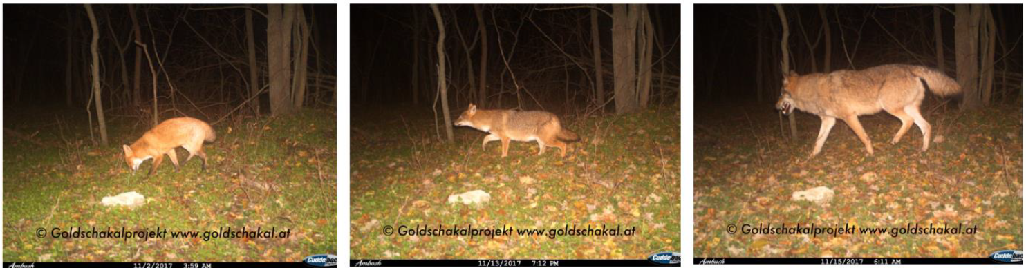 Vos, goudjakhals en wolf